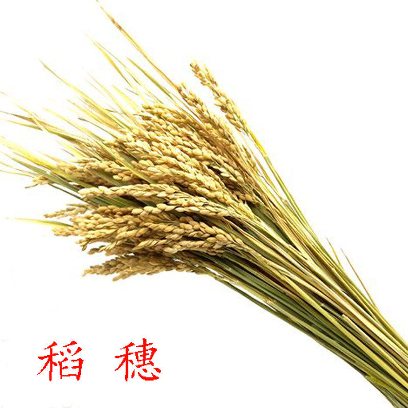 天然水稻穗乾燥花花束大米穗晒乾稻草田园农作物装饰粮食道具丰收