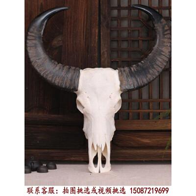 牛骨水牛头骨挂件工艺品店墙装饰牛头标本墙挂真牛头骨