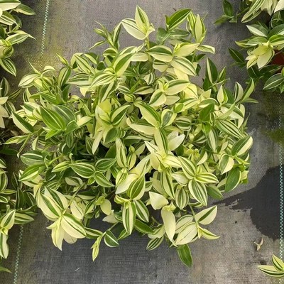 青白玉吊兰盆栽花叶吊竹梅阳台庭院吊兰阳台庭院观叶垂吊植物耐旱