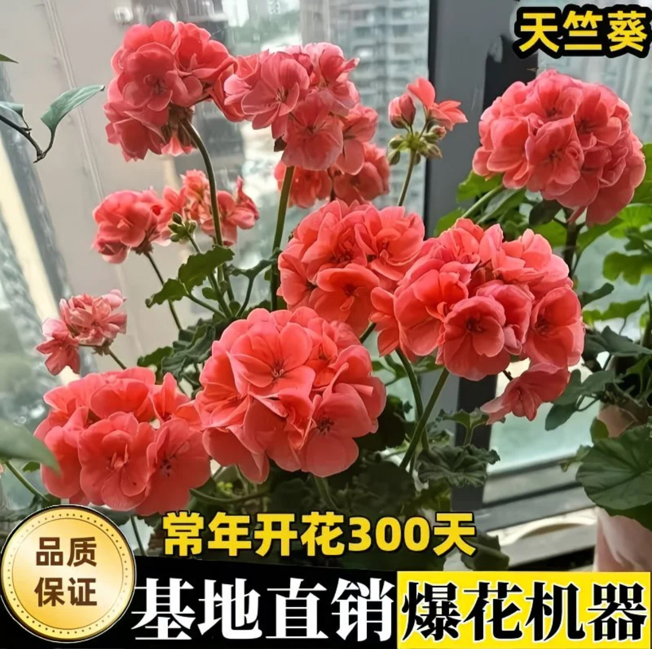 重瓣天竺葵带花苞四季开花好养图片