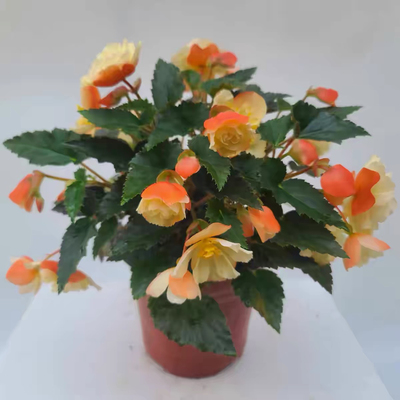 景观海棠开花室内垂钓盆栽