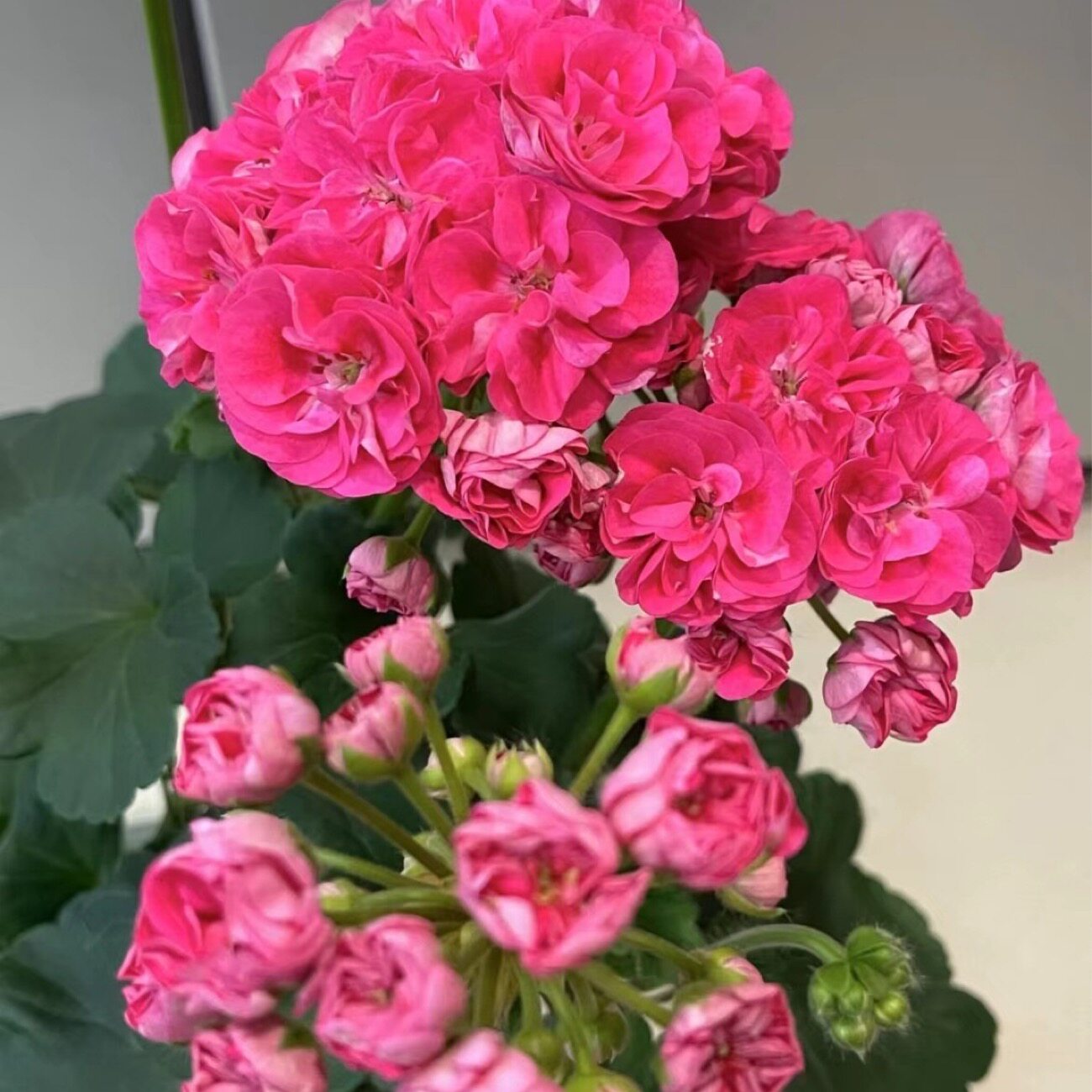 单瓣重瓣天竺葵盆栽苗带花苞洋绣球四季开花好养阳台海棠庭院花卉