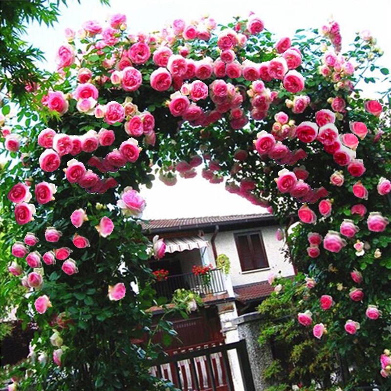 龙沙宝石爬藤月季庭院浓香蔷薇攀缘花卉大花四季植物粉红龙沙宝石