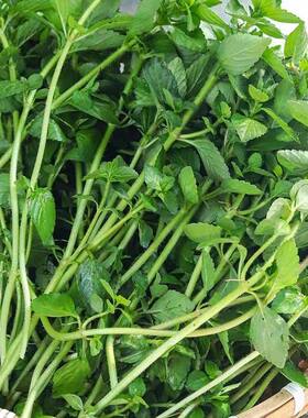 云南德宏傣族调料新鲜蔬菜香嫩水薄荷水香菜250g煮汤凉拌香料