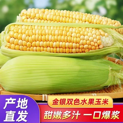 云南水果玉米9斤可生吃