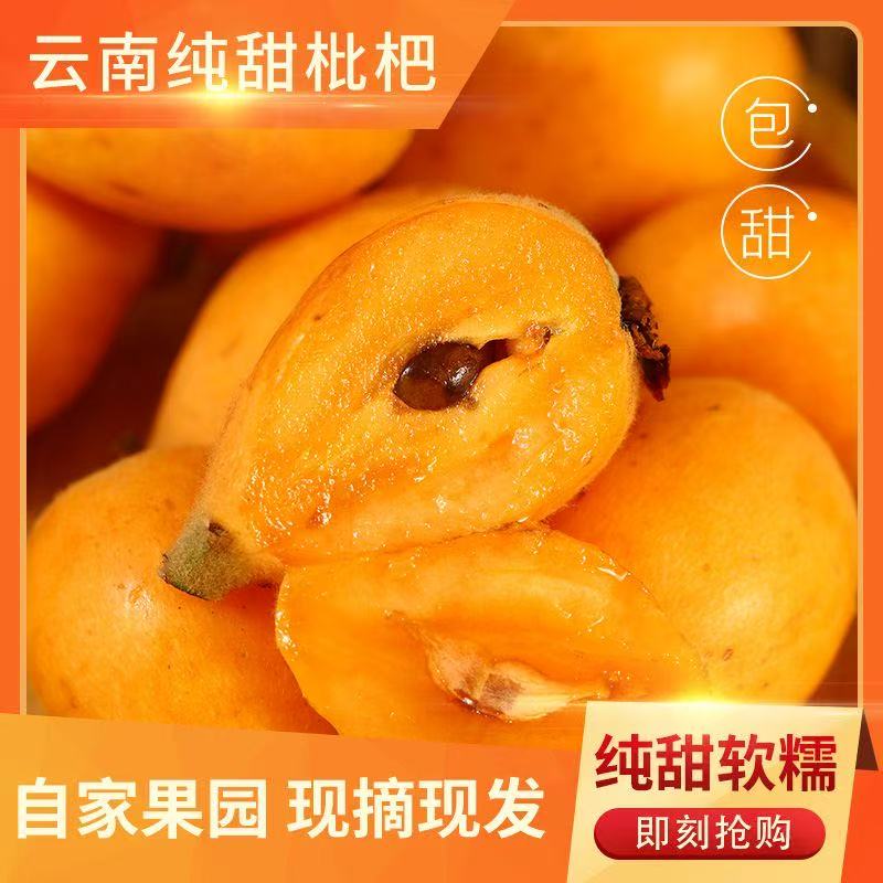 当季云南纯甜枇杷现摘直发图片