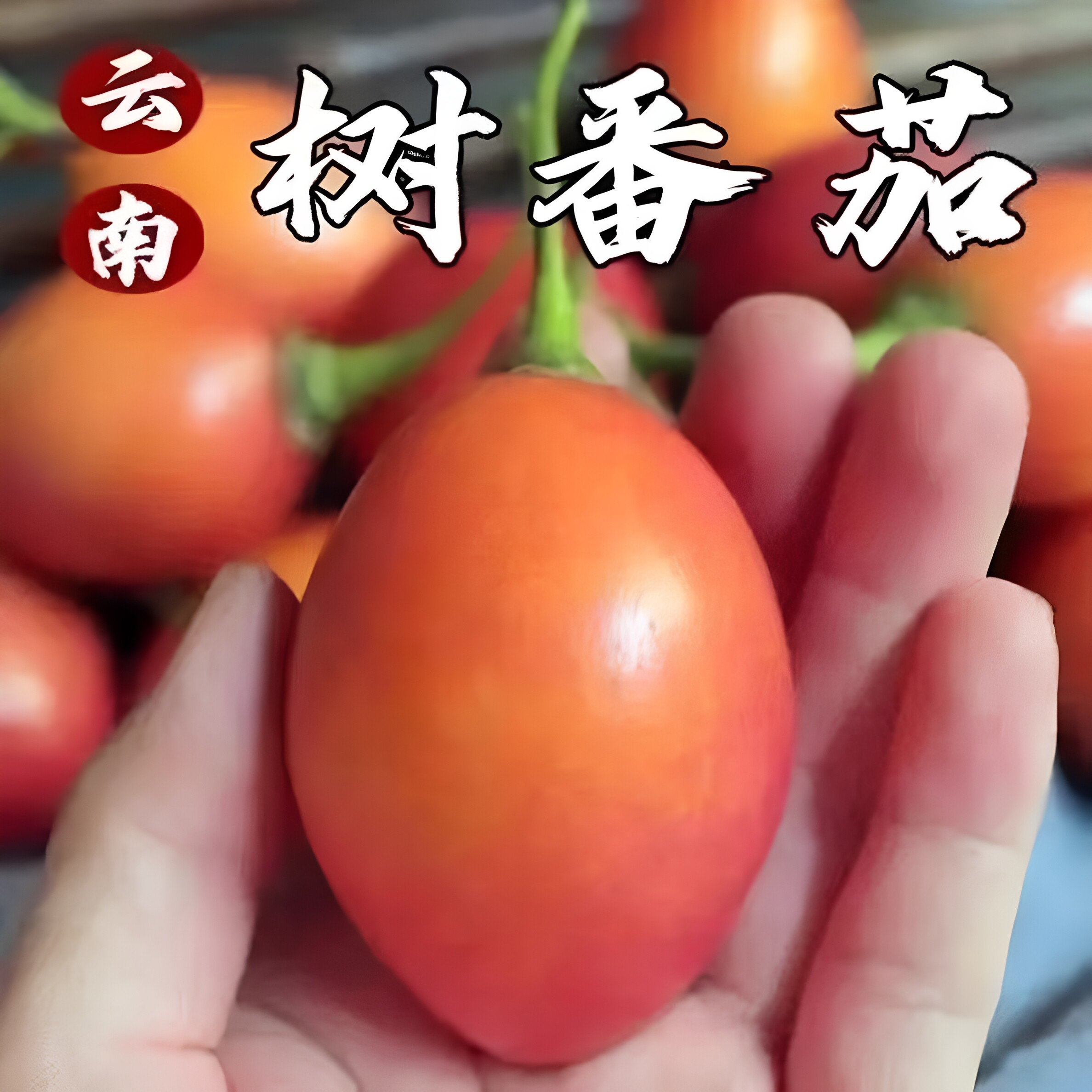 云南大树番茄当季新鲜直发