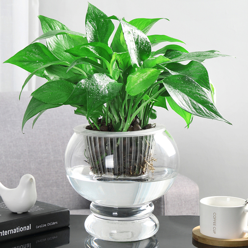 水培植物玻璃瓶透明玻璃花瓶容器绿萝花盆圆球形鱼缸水养大号花瓶
