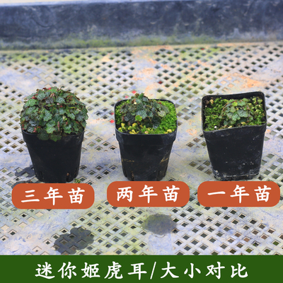 姬虎耳草假山造景迷你小盆栽微景观绿植桌面好养小摆件山野草