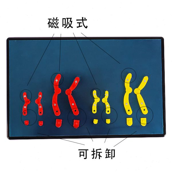 减数分裂中染色体变化模型组件磁吸式DNA染色体交叉互换联会初高