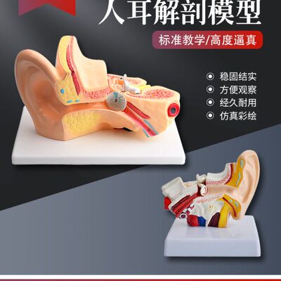 模型耳朵耳解剖模型采耳艺耳鼻喉科展示天教学人耳模型内教学模型