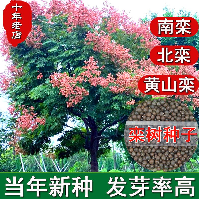 栾树种子绿化园林行道观赏