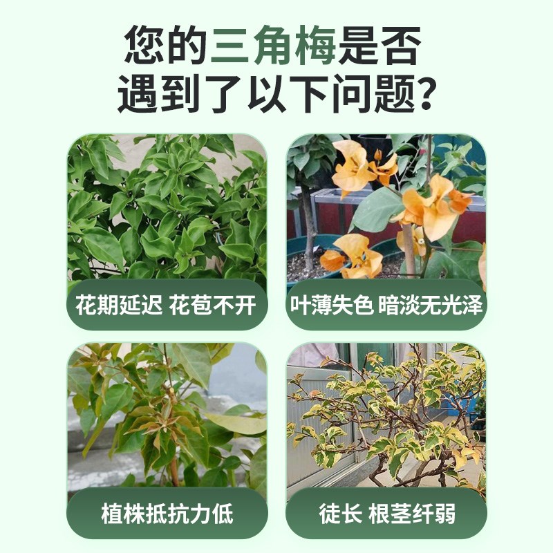 花肥谷三角梅专用营养液调酸养根促开花防黄叶按压式高浓缩水溶肥