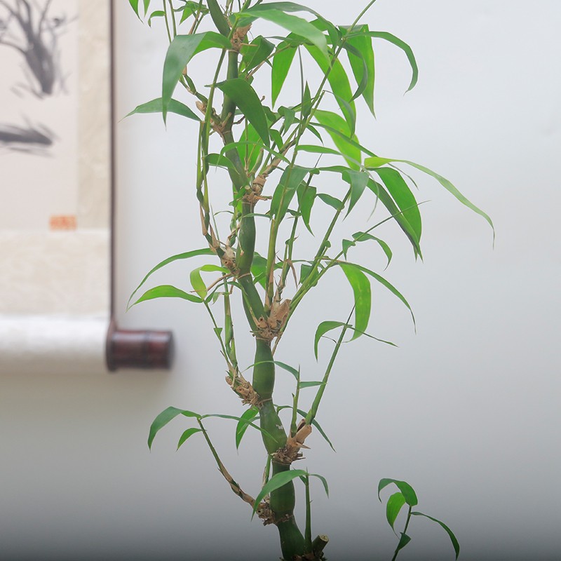 高杆佛肚竹苔藓球绿植盆景客厅室内树桩盆栽好养活盆栽四季常青