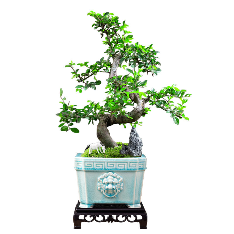 小叶榆树盆景老桩飘枝造型盆栽室内客厅阳台庭院绿植四季常青植物