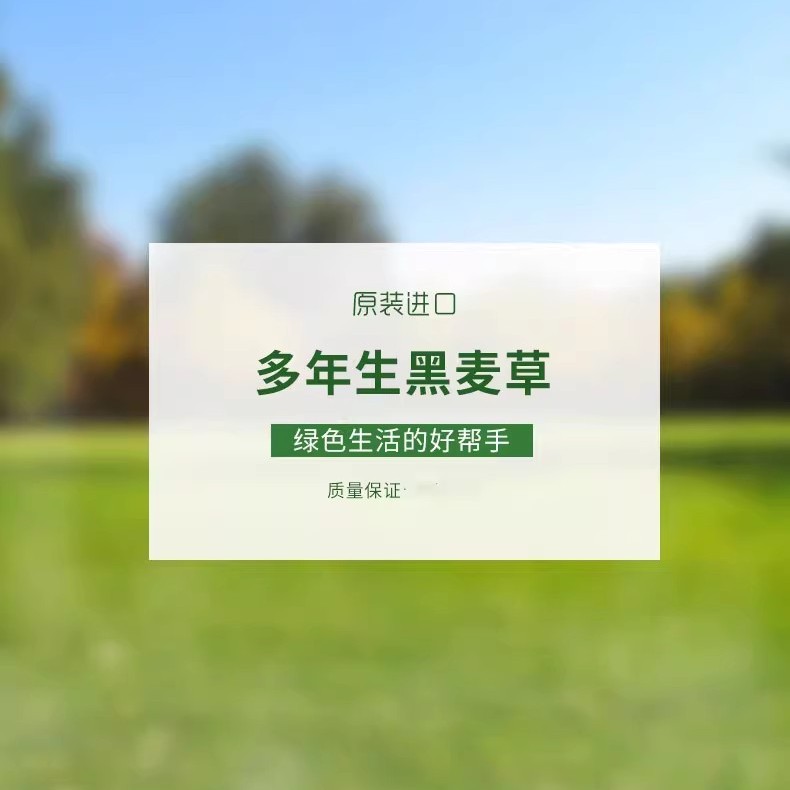 百萌进口多年生一年生多年生黑麦草种子牧用园林绿化护坡南北方用