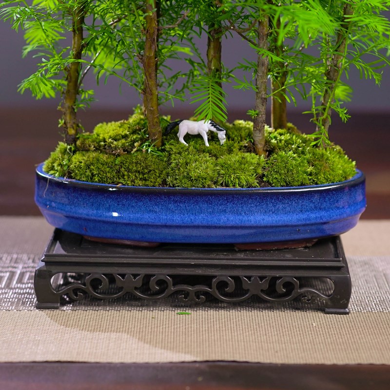 水杉造型盆景盆栽庭院办公书桌绿植室内植物木本禅意微景观