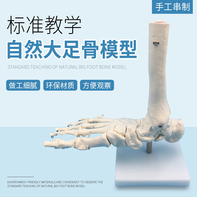 脚关节模型脚骨模型脚部骨骼构造模型足部踝关P节腓骨趾骨结构教