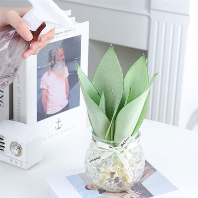 水培植物白玉虎皮兰虎尾兰室内办公室盆栽桌面摆件高档好养绿植