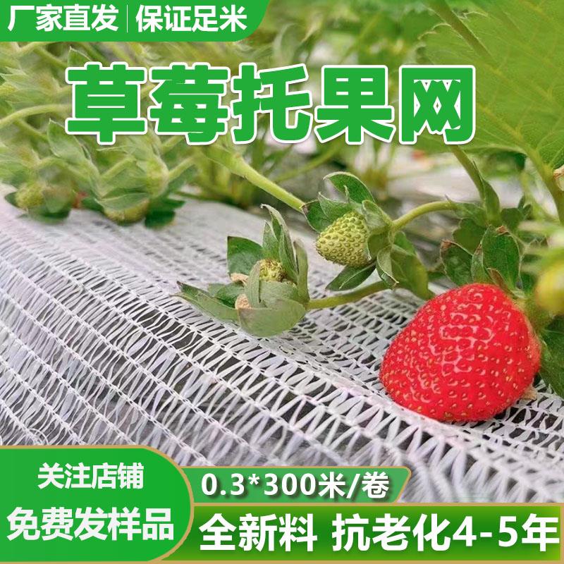 地栽草莓托果网隔离网草莓专用托果网垫网高架温室大棚草莓果托网