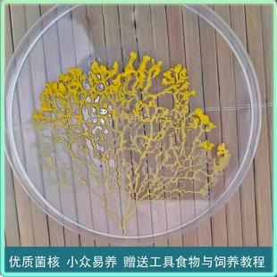 黏菌宠物饲养套装菌种菌核粘菌宠物学生小宠物曳尾菌多头绒菌培养