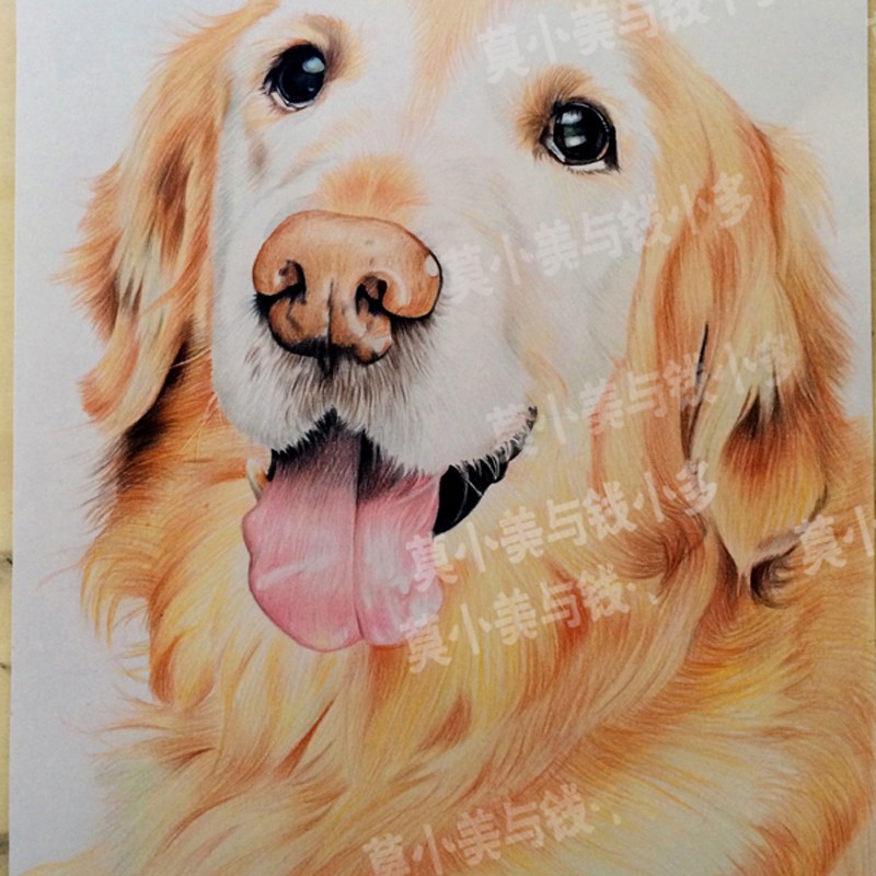 手绘素描定制彩色铅笔萌宠宠物画像动物画肖像彩铅装饰画挂画图片