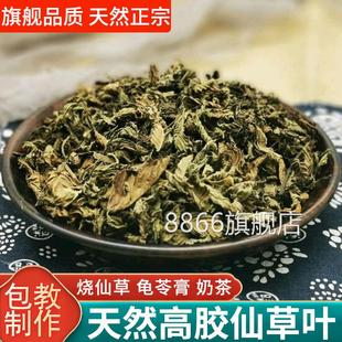仙草干草潮汕草粿粉正宗仙人粄粉冻龟苓膏原材料烧仙草新鲜多叶子