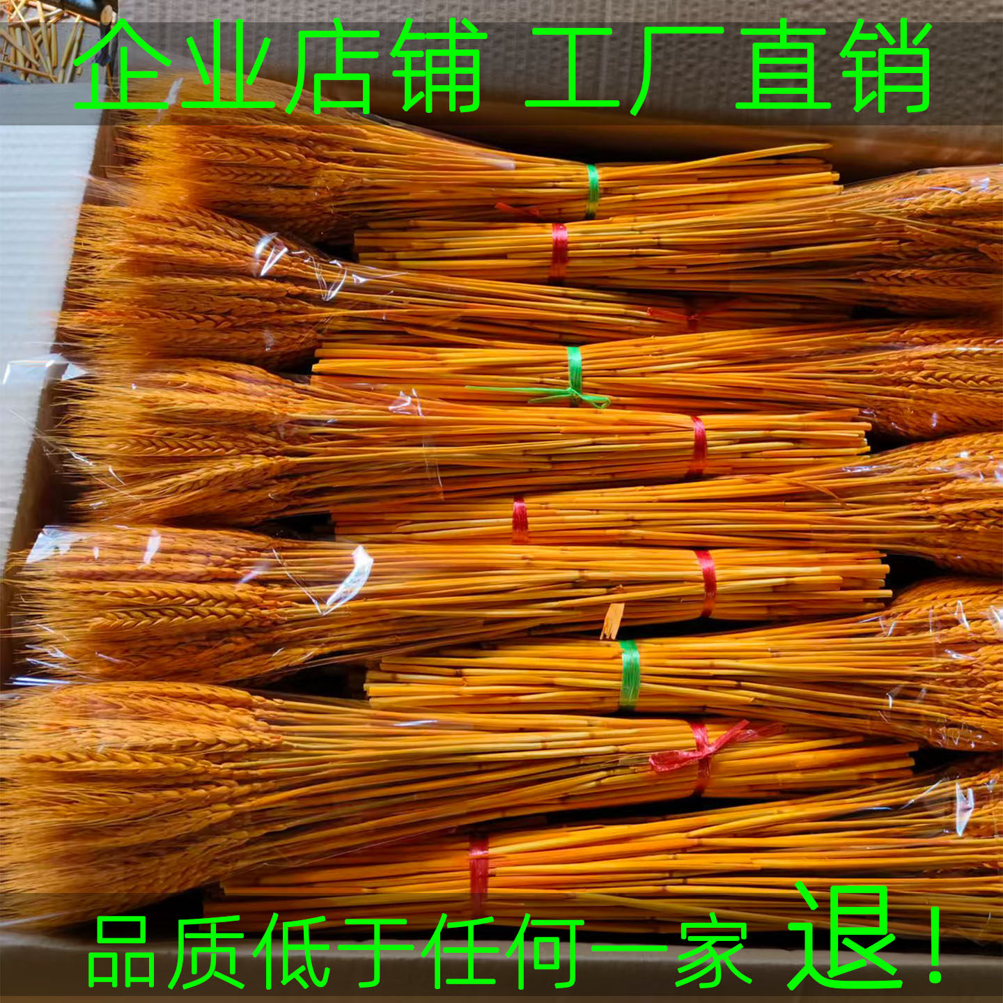 天然粗杆精品黄金大麦穗