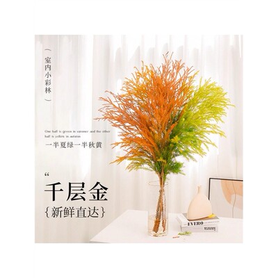 千层金鲜切花水培绿植物
