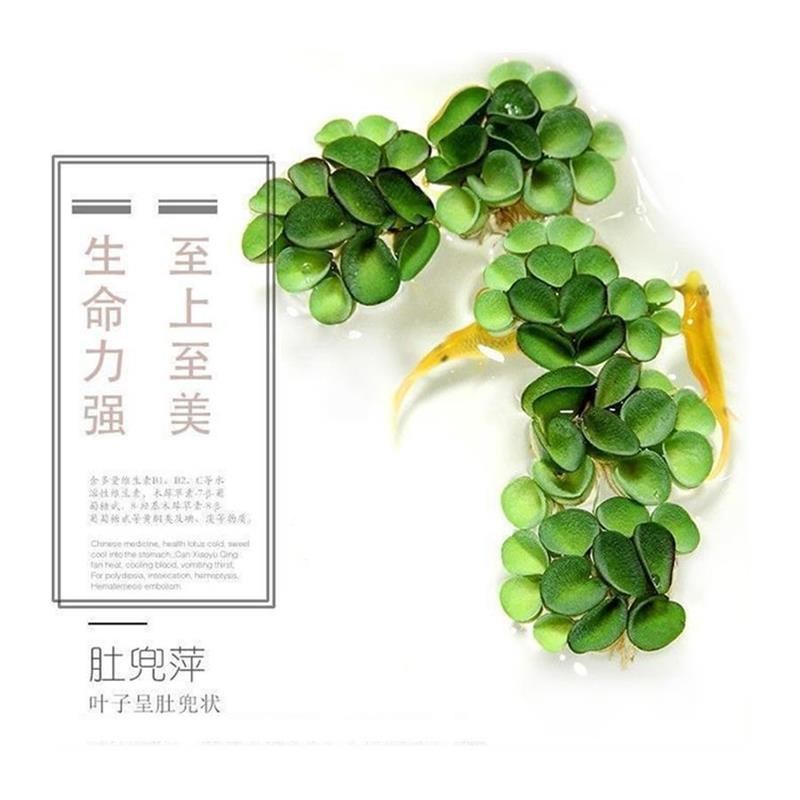 新手水草蜈蚣草淡水水草易活懒人水草净化水质耐养造景装饰鱼缸