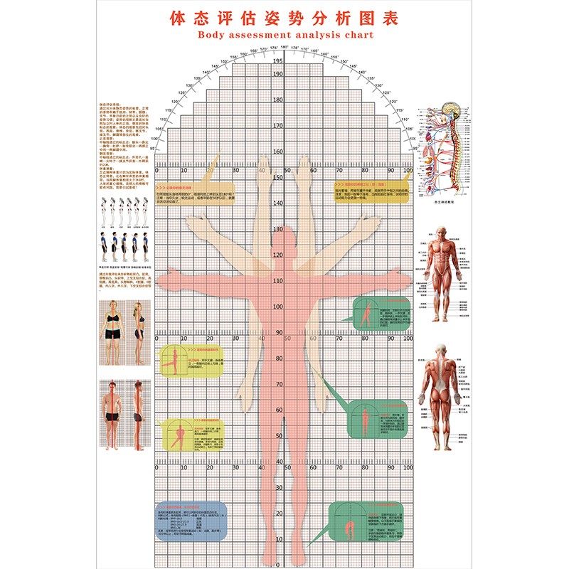 柔韧性测试多功能体态评估表健身房私教人体姿态图墙贴体测表壁画