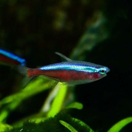 新款宝莲灯鱼小型灯o鱼红绿灯科鱼缸水草缸群游新手淡水鱼热带观