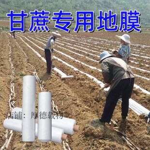甘蔗专用地膜农莫白m种植不长草防田除草布覆盖大棚保温保湿塑料