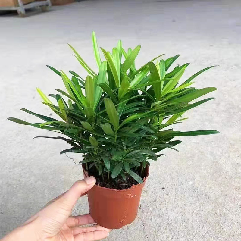 罗汉松盆栽小树苗室内桌面小绿植四季常青植物造型中式盆景配材