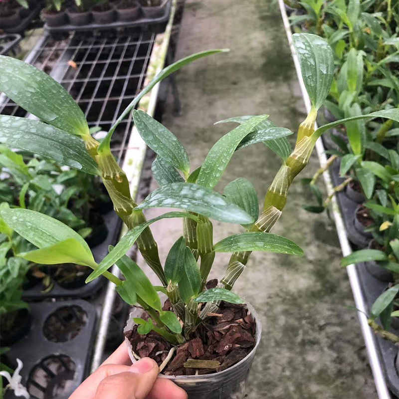 可食用金钗石斛苗赤水金钗石斛种苗金钗石斛盆栽姬美石斛绿植盆栽