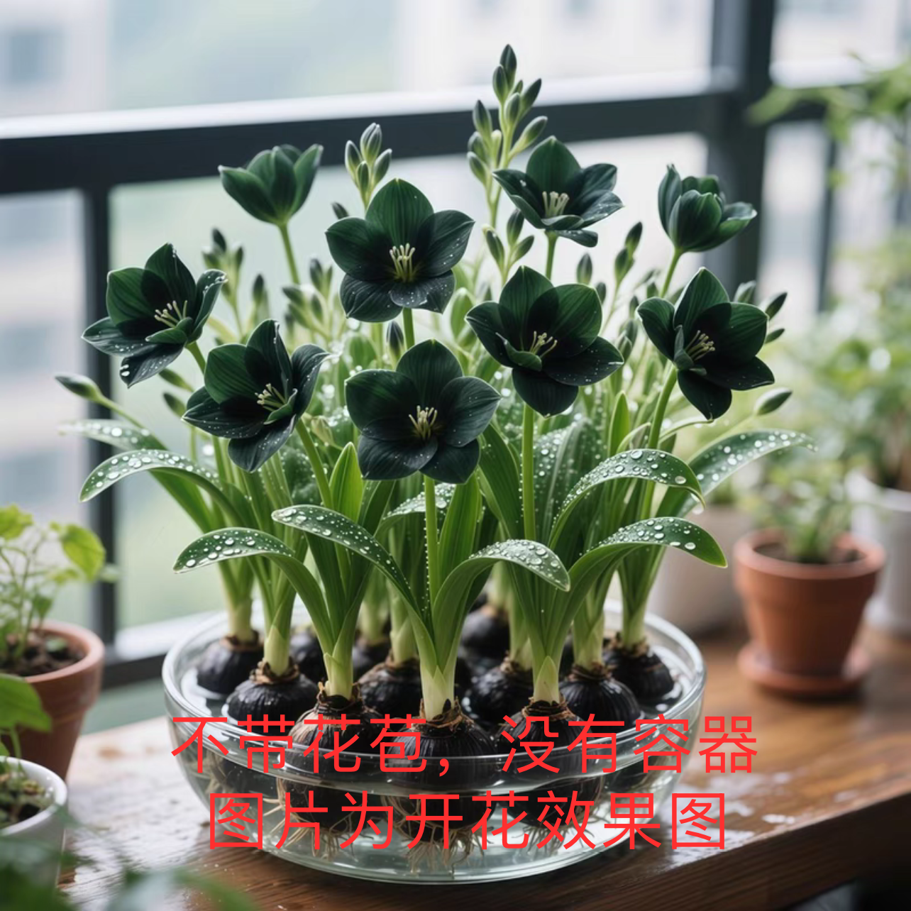 香水小苍兰浓香大花型新手好养耐寒耐热花卉绿植盆栽种球