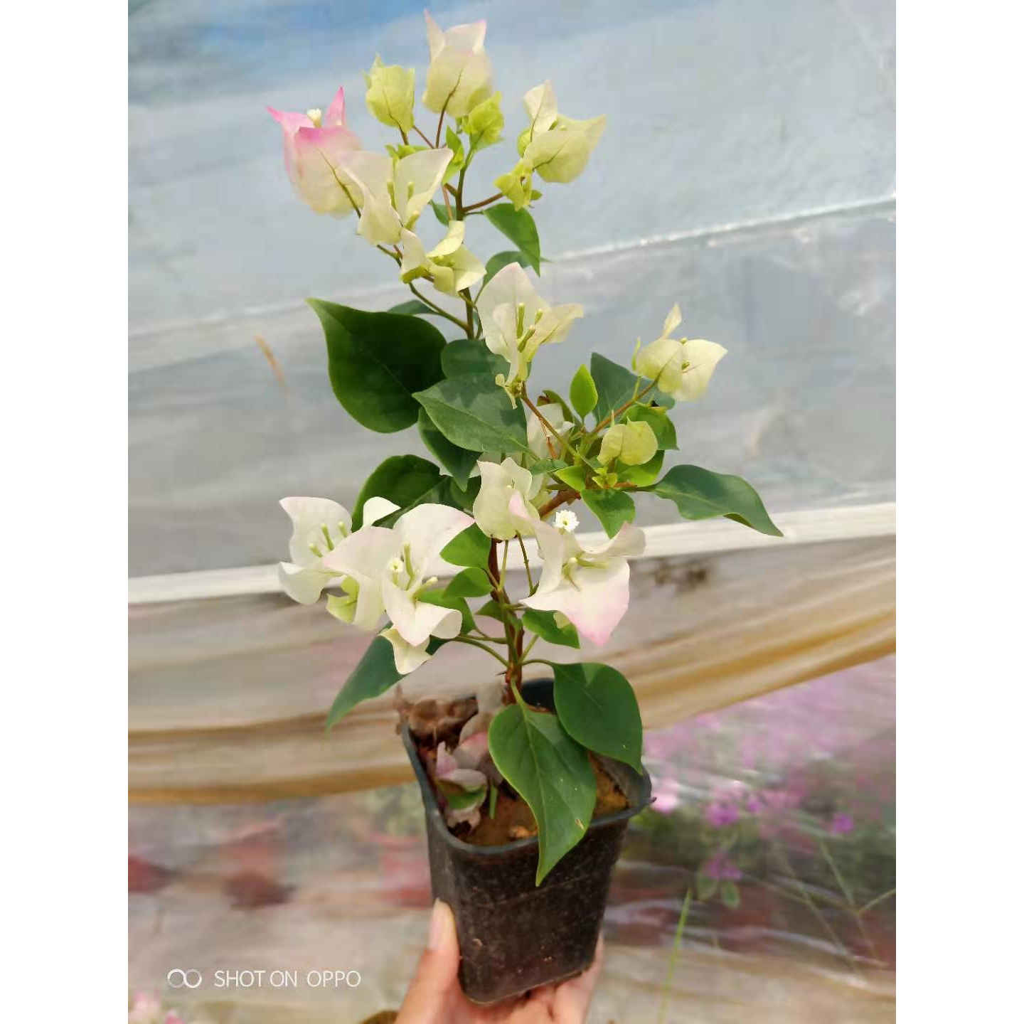 三角梅盆栽杯苗牙签苗红缨绿樱变色龙庭院爬藤小苗不带花