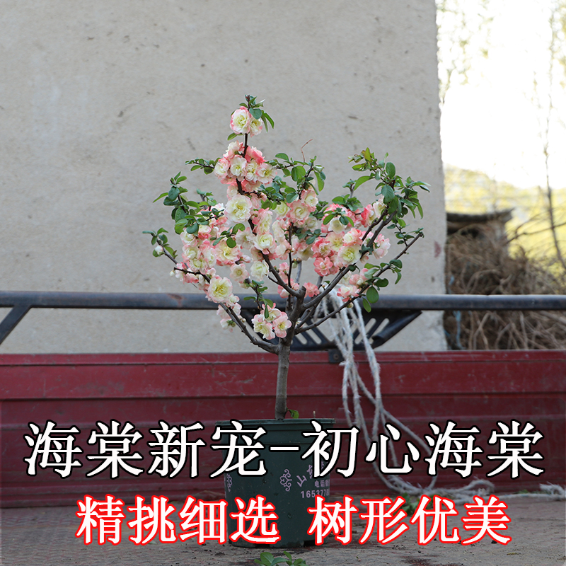新品种海棠花 初心海棠当年开花南北方花卉植物绿植大红色长寿冠