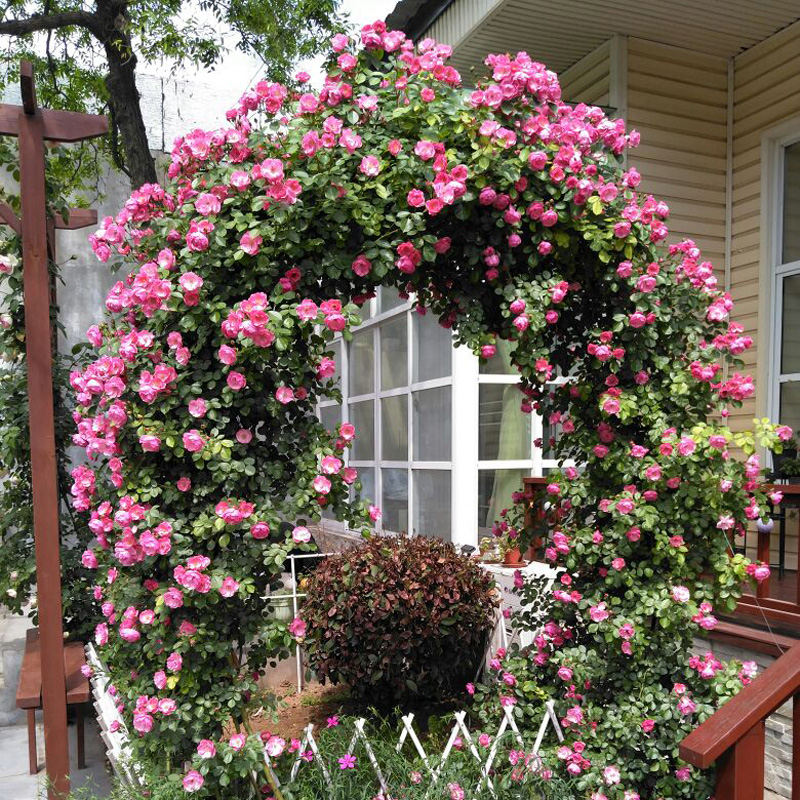安吉拉藤本月季花苗攀援爬藤植物庭院阳台爬墙花多季开花蔷薇花苗