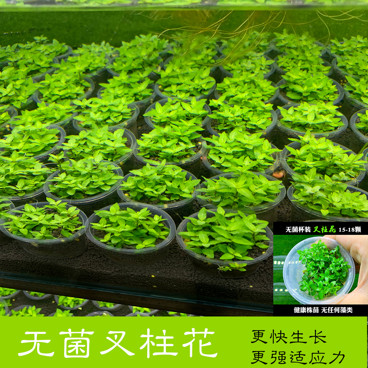 鱼缸造景造景水草前景草 叉柱花 南美叉柱花 无菌 无需转水生长更