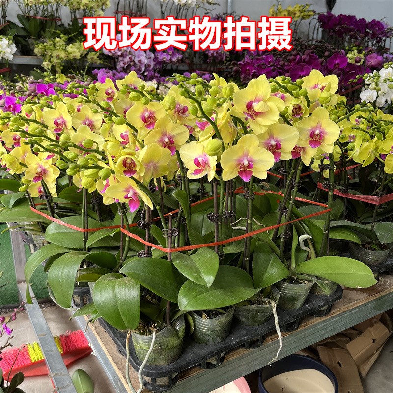 蝴蝶兰盆栽带花苞花剑四季开花卉兰花苗办公室内桌面观花植物绿植