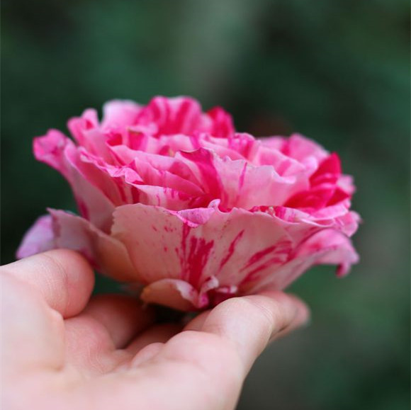 欧月藤本月季花苗 节日礼花 大花条纹玫瑰苗庭院阳台爬藤月季花苗