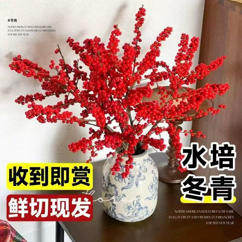 进口北美冬青鲜切水培懒人红果鲜花高档年宵花客厅插花喜庆过年