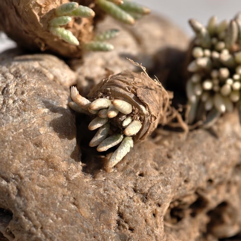 实生红花韧锦多肉植物块根回欢草属花卉绿植室内盆栽阳台四季好养