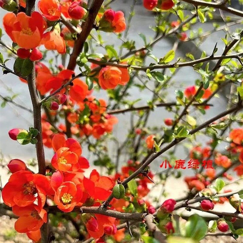 贴梗海棠花盆栽树苗盆景重瓣老桩庭院绿植物四季花卉开花好养易活