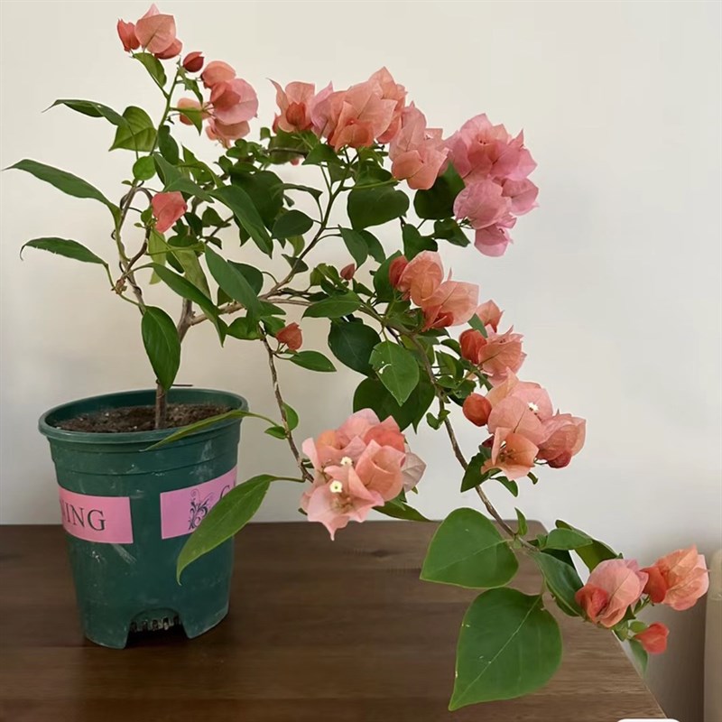 不甜西瓜三角梅四季开花带花发货阳台庭院绿植爬藤老桩原生扦插