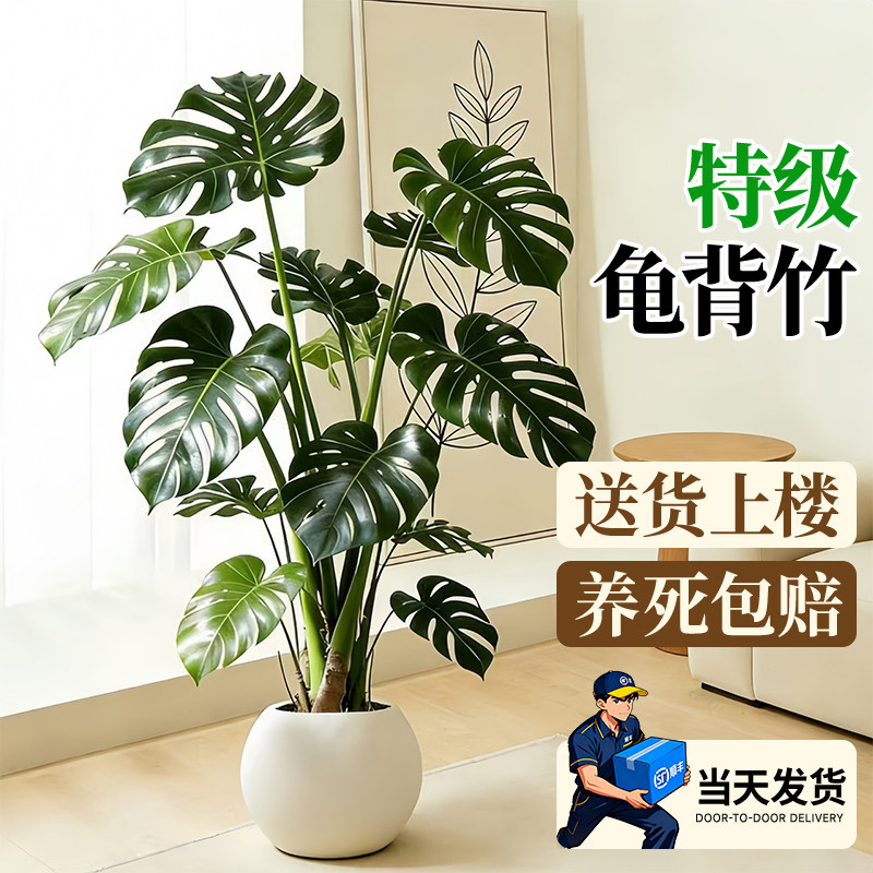 龟背竹客厅绿植室内大型盆栽高级感大叶老桩落地植物盆景四季好养,鲜花速递/花卉仿真/绿植园艺,大型绿植/成品组合盆栽,淘宝优惠券,粉丝福利购,淘宝优惠卷