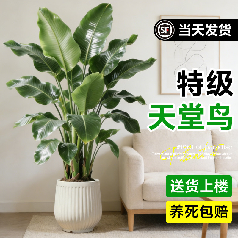 天堂鸟绿植室内办公室客厅大型植物盆栽高级感落地大号好养真花,鲜花速递/花卉仿真/绿植园艺,大型绿植/成品组合盆栽,淘宝优惠券,粉丝福利购,淘宝优惠卷