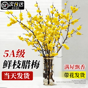 水培浓香腊梅带花苞鲜花干枝切花花束室内客厅春节年宵花真花绿植