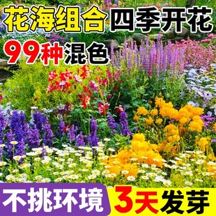 野花组合花种子除虫菊花种籽子四季播种格桑花大全庭院太阳花种孑